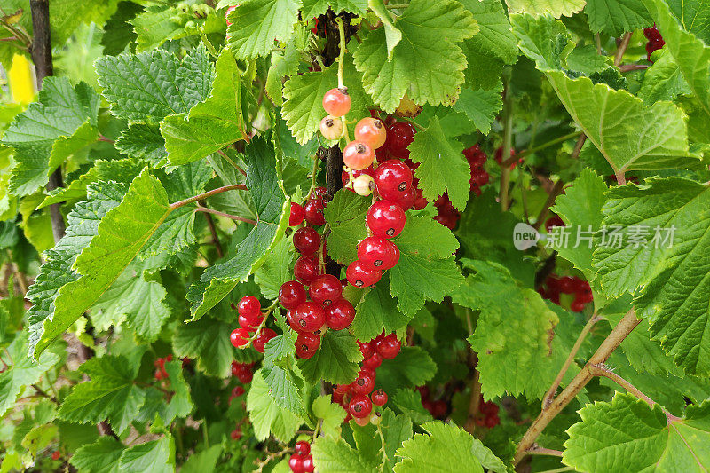 红醋栗（Ribes rubrum）